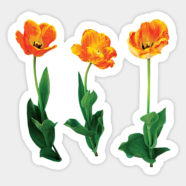 Three Tulips in a Row Sticker by SusanSavad